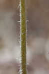 Carolina anemone